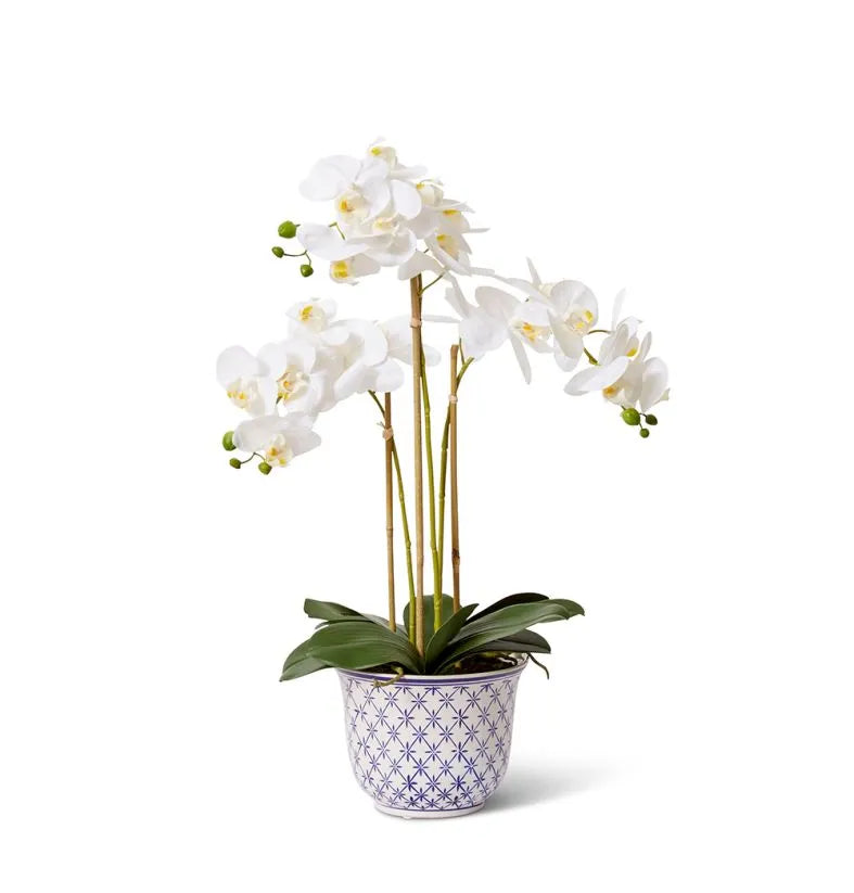 Phalaenopsis - Abigail Bowl